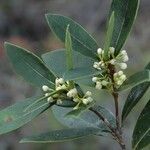 Osmanthus austrocaledonicus অভ্যাস