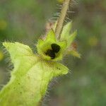 Stachys arvensis Fruitua