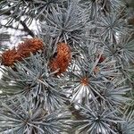 Cedrus atlantica Feuille