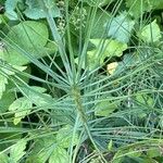 Asphodeline lutea برگ