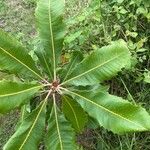 Banksia robur पत्ता