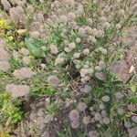 Trifolium arvense പുഷ്പം