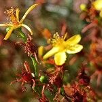 Hypericum triquetrifolium Flower