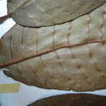 Mahurea palustris Muu