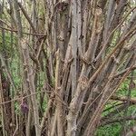 Corylus maxima Bark