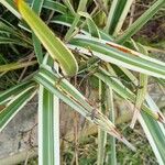 Dianella ensifoliaLeaf