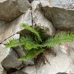 Dryopteris villarii Fulla