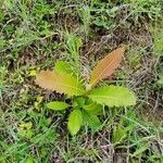 Curatella americana Leaf