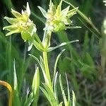 Euphorbia exigua Hábito