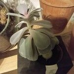 Echeveria gibbiflora Листок