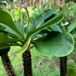 Euphorbia lophogona Bark