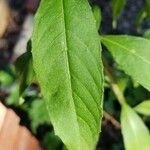 Oenothera biennis 葉
