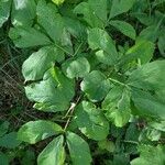 Aralia nudicaulisЛист