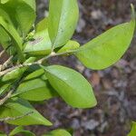 Agonandra macrocarpa Leaf