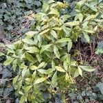 Psychotria carthagenensis عادت