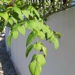 Dahlia imperialis Yaprak