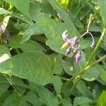 Solanum dulcamaraŽiedas