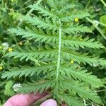 Tanacetum macrophyllum Leaf