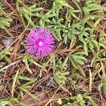 Lampranthus spectabilis Blomst