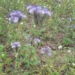 Phacelia tanacetifoliaЦвят