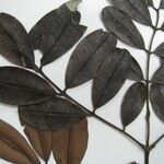 Dimorphandra ignea Іншае