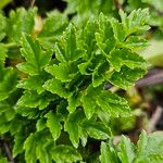 Oenanthe crocata 葉