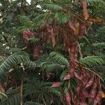 Senegalia ataxacantha Fruit
