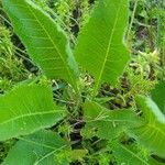 Parthenium integrifolium Yaprak