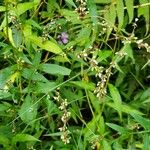 Persicaria decipiens Blad