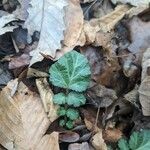 Geum canadense पत्ता