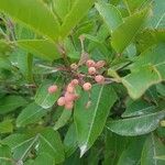 Viburnum nudum Fruit