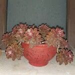 Sedum mendozaeBlatt