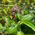 Miconia ciliata Blatt