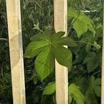 Humulus scandens Blad