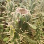 Austrocylindropuntia cylindrica Ffrwyth