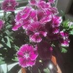 Dianthus chinensis Blatt