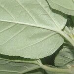 Croton argenteus Leaf