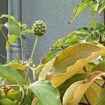 Cornus kousa Fruit