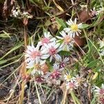 Symphyotrichum lateriflorum 花