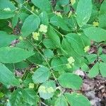 Euonymus verrucosus Flower