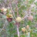 Quercus coccifera Fruit