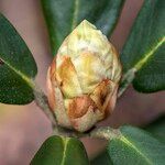 Rhododendron haematodes অন্যান্য