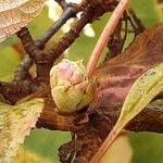 Viburnum × bodnantense Kwiat