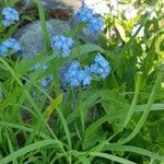 Myosotis alpestrisFlor