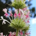 Morina persica Flower