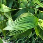 Sobralia macrantha cv. 'Alba' Blad