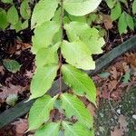 Triosteum perfoliatum Leaf