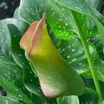 Zantedeschia albomaculata പുഷ്പം