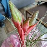 Tillandsia punctulata 花