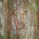 Fitzroya cupressoides Kabuk